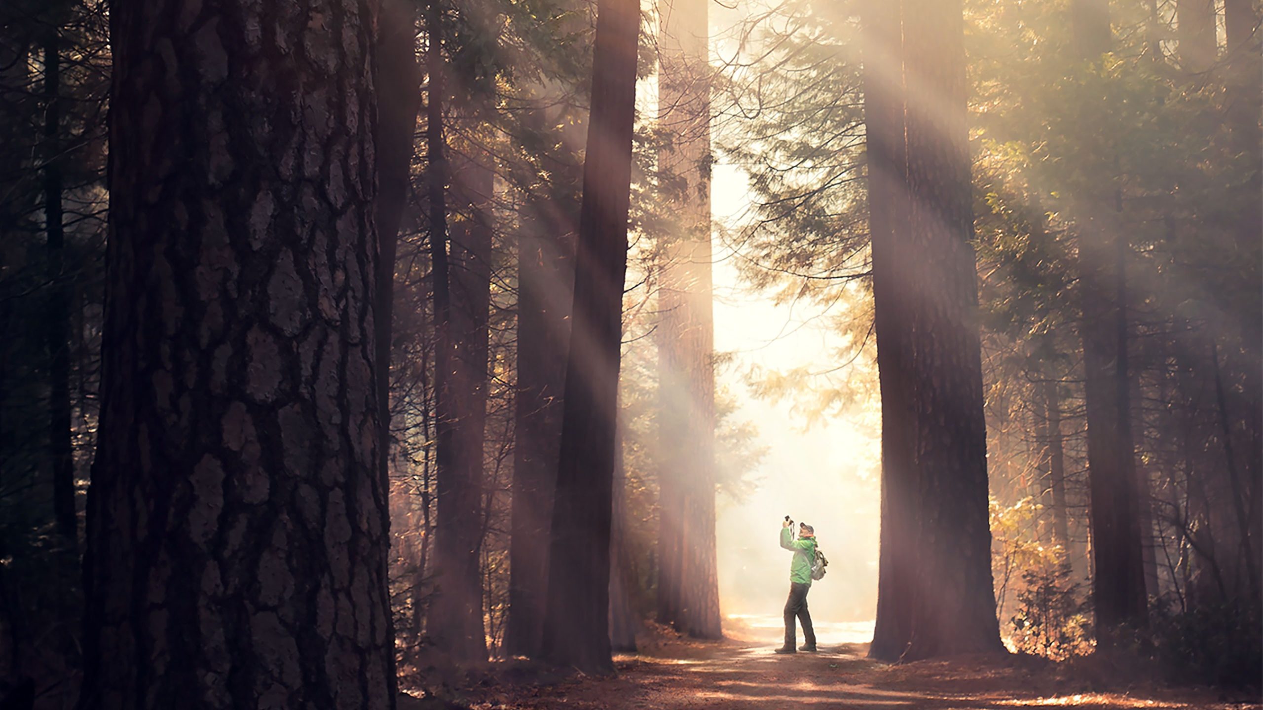 A person hold a camera up while walking through a forest of large trees