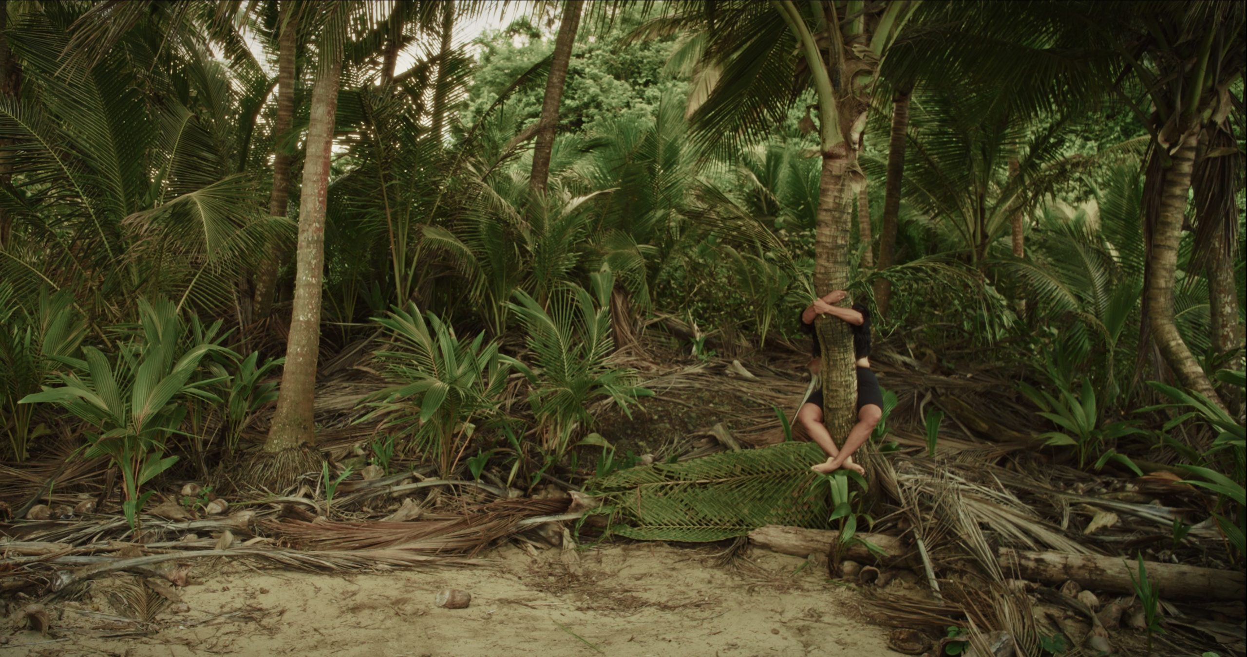 A person in dark clothing clings to the trunk of a palm tree on a tropical beach. They are partially hidden by the tree, with only their legs and arms visible. The background is dense with lush green palm fronds and vegetation, and the sandy ground is scattered with fallen palm leaves and debris.