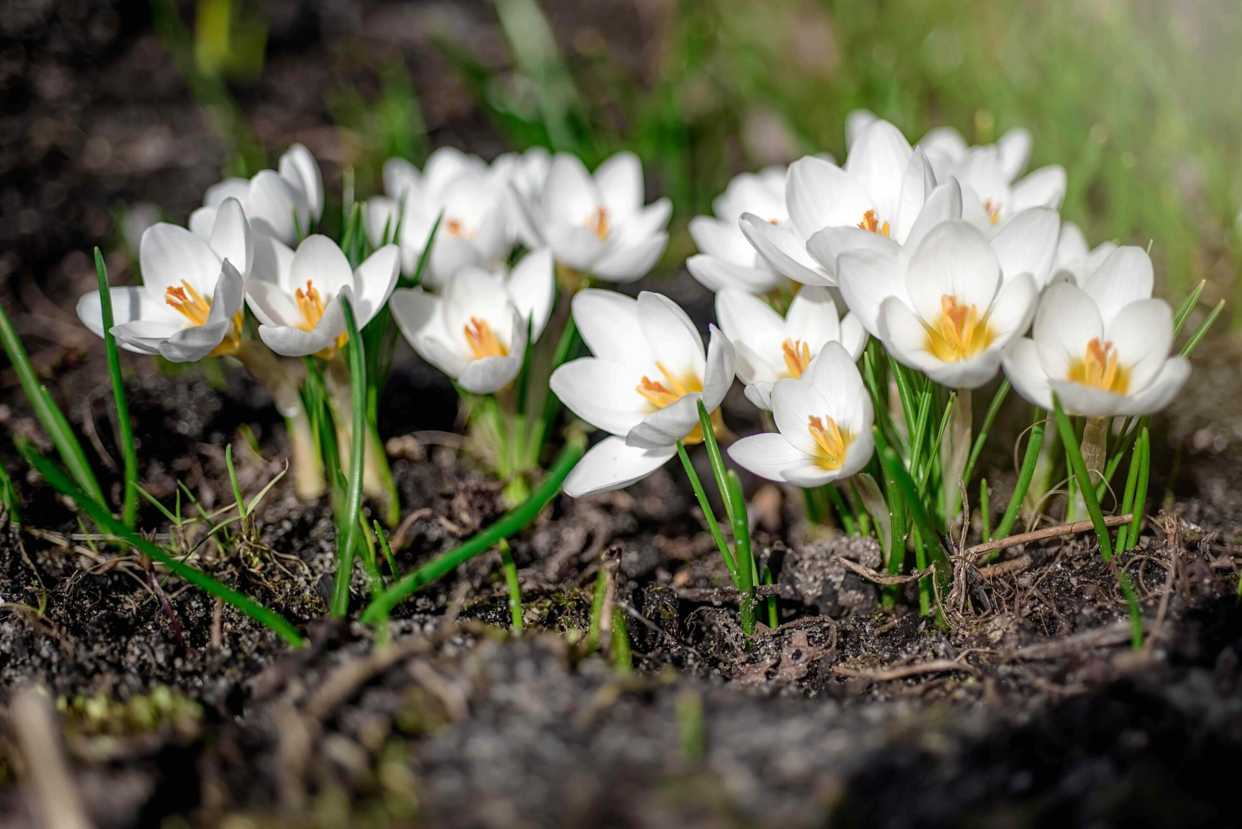 A cluster of small white crocus flowers with bright yellow centers blooming close to the ground, surrounded by thin green leaves and dark soil in soft sunlight.